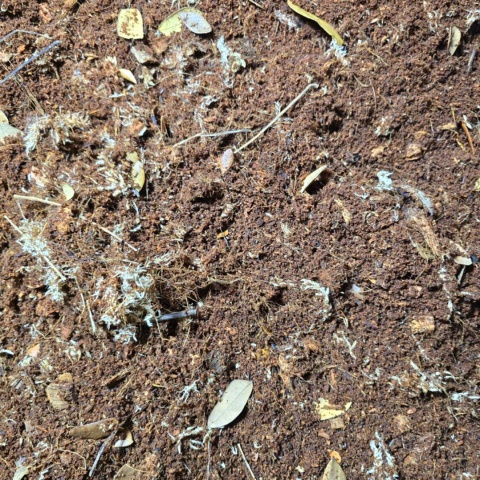 EXO PLANET Jungle Forest Substrate - podłoże leśnej dżungli 5L