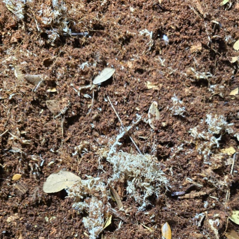 EXO PLANET Jungle Forest Substrate - podłoże leśnej dżungli 5L