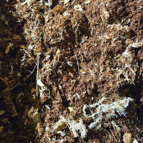 EXO PLANET Jungle Forest Substrate - podłoże leśnej dżungli 5L