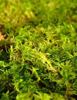 EXO PLANET Mech torfowiec Sphagnum Moss Zielony 25g
