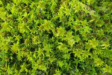 EXO PLANET Mech torfowiec Sphagnum Moss Zielony 25g