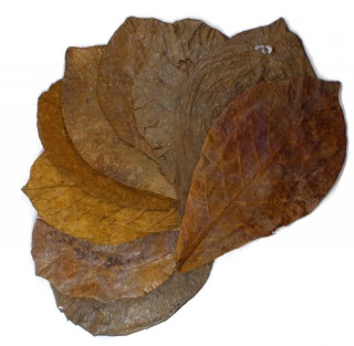 EXO PLANET Ketapang Leaves - liście migdałecznika 10 szt