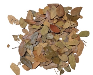 EXO PLANET Tropical Leaves - liście tropikalne 100g