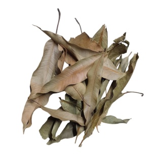 EXO PLANET Mango Leaves – liście mango 40g