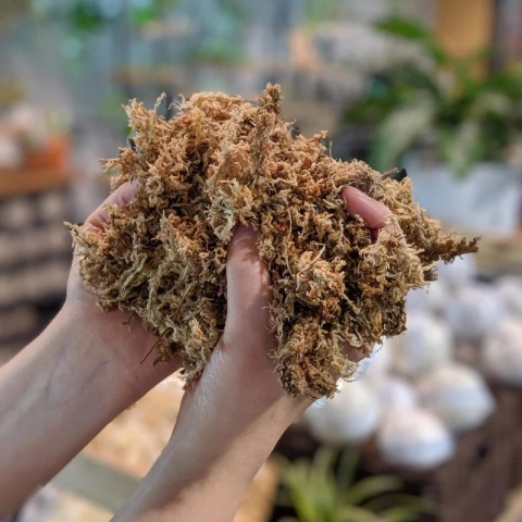 EXO PLANET Mech torfowiec Sphagnum moss 150g / 8L (brykiet)