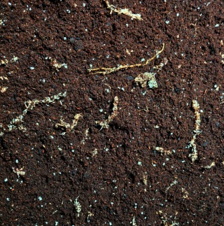 EXO PLANET Crested Gecko Substrate Soil - podłoże dla gekonów orzęsionych 5L