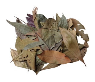 EXO PLANET Jungle Mix Leaves – liście z dżungli 40g