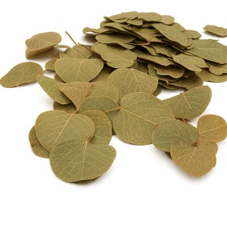 EXO PLANET Pilea Leaves - liście Pilea peperomioides 15g