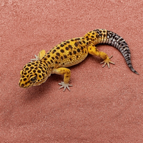 EXO PLANET Leopard Gecko Substrate - podłoże dla Eublefarów Lamparcich 3kg EXO PLANET Leopard Gecko Substrate - podłoże dla Eublefarów Lamparcich 3kg