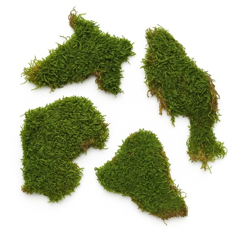 EXO PLANET Mech naturalny płaski do terrarium 50g