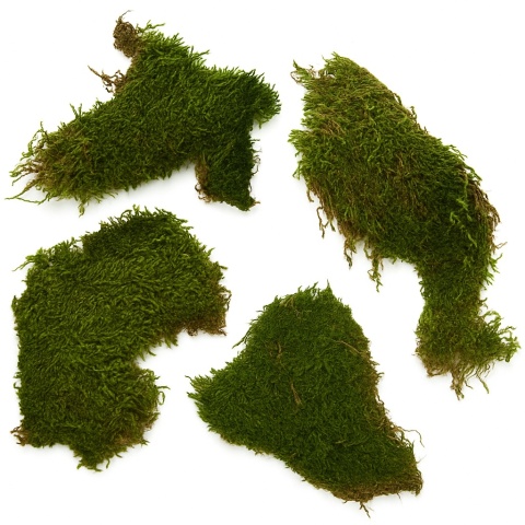 EXO PLANET Mech naturalny płaski do terrarium 50g