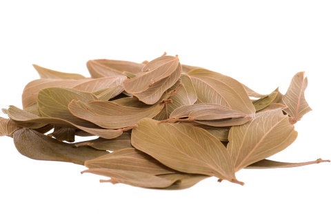 EXO PLANET Cabo Verde Leaves - liście cabo verde 10g