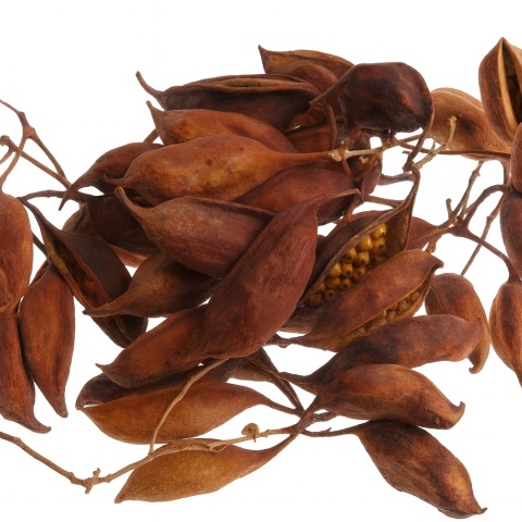 EXO PLANET Brachicition gałązka