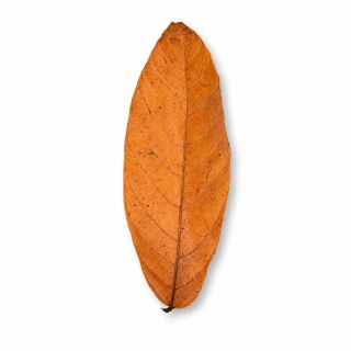 EXO PLANET Cacao Leaves - liście kakaowca 20g