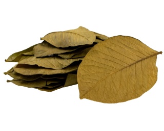 EXO PLANET Couro Leaves - liście tropikalne Couro 20g