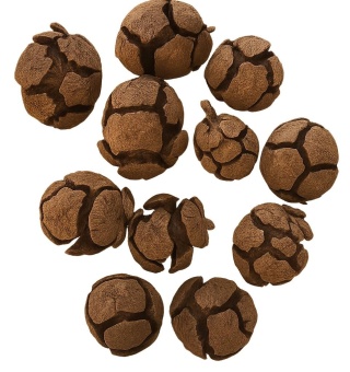 EXO PLANET Cypress Cone - Szyszka cyprysowa 8szt.