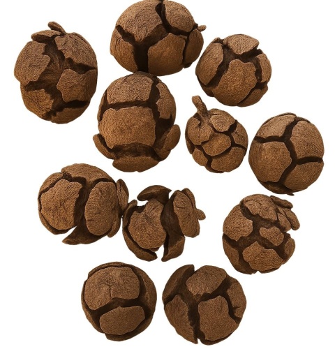 EXO PLANET Cypress Cone - Szyszka cyprysowa 8szt.