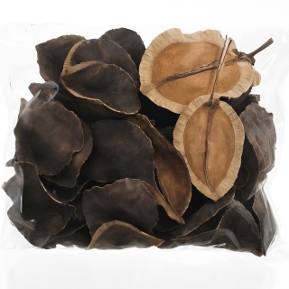 EXO PLANET Jacaranda split 40g