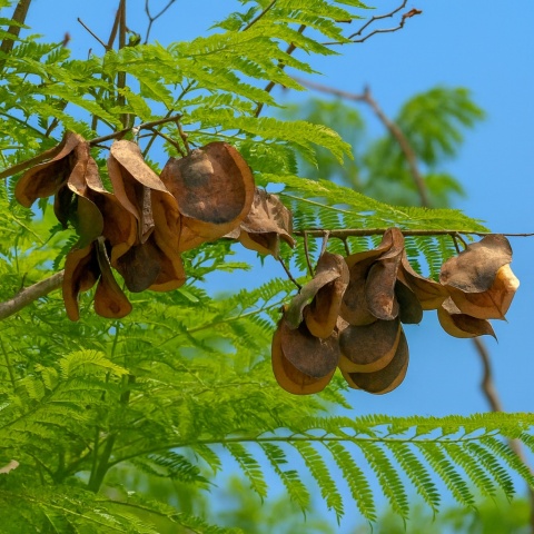 EXO PLANET Jacaranda split 40g