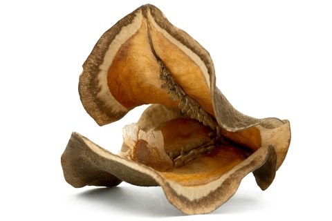 EXO PLANET Jacaranda split 40g