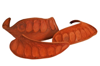 EXO PLANET Elephant Ear 10-15cm - 3 szt