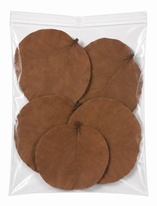 EXO PLANET Hoya Leaves 14-16cm - liście drzewa Hoja 5 szt.