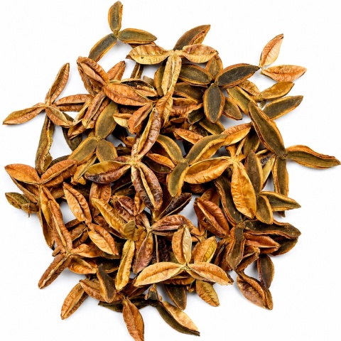EXO PLANET Pau Terra Estrela 40g