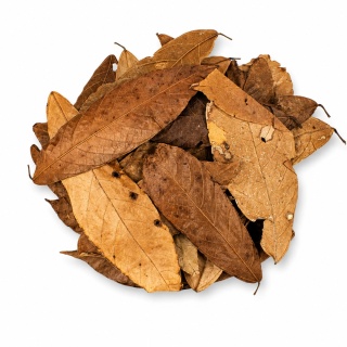 EXO PLANET Cacao Leaves - liście kakaowca 20g