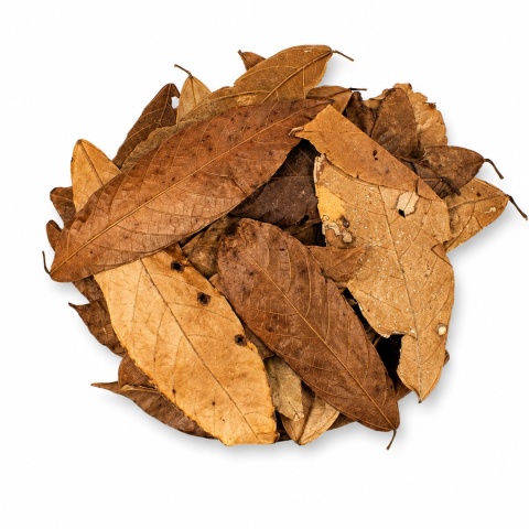 EXO PLANET Cacao Leaves - liście kakaowca 20g