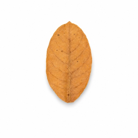 EXO PLANET Jackfruit Leaves - liście chlebowca 20g