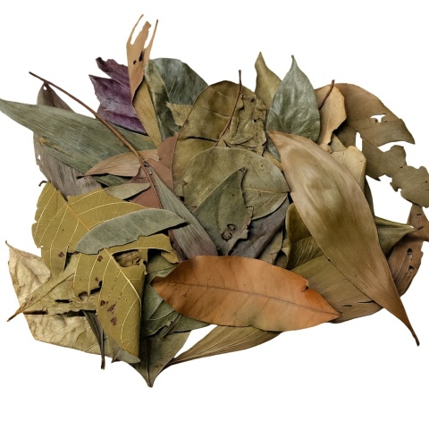 EXO PLANET Jungle Mix Leaves – liście z dżungli 20g