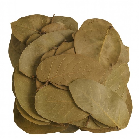 EXO PLANET Jatoba Leaves 12-15cm - Liście Jatoba 20g