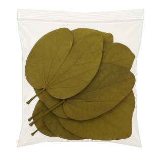 EXO PLANET Kanchan Leaves 12-14cm - liście Kanchan 5 szt.