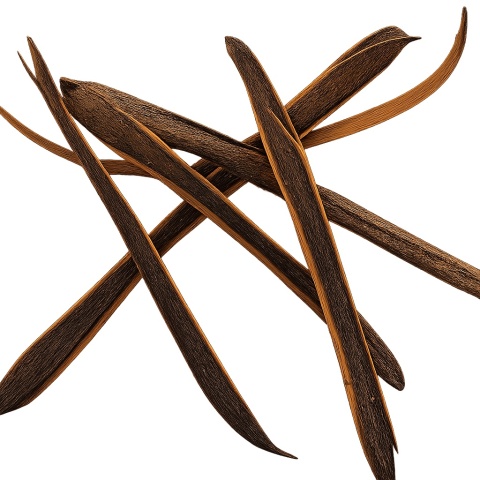 EXO PLANET Khira 22-28cm - strąki 50g