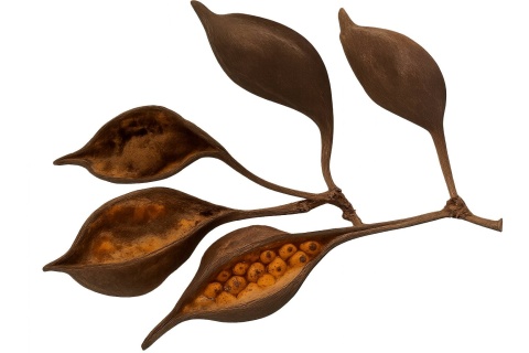 EXO PLANET Brachicition gałązka