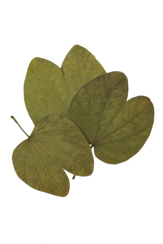 EXO PLANET Kanchan Leaves 12-14cm - liście Kanchan 5 szt.