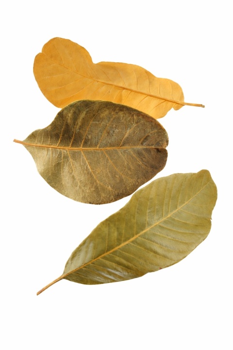 EXO PLANET Mandioca Leaves – liście Manioku 20g