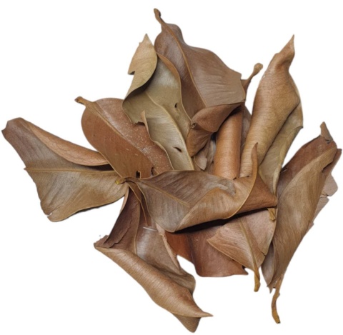 EXO PLANET Mangosteen Leaves – liście mangostinu 20g