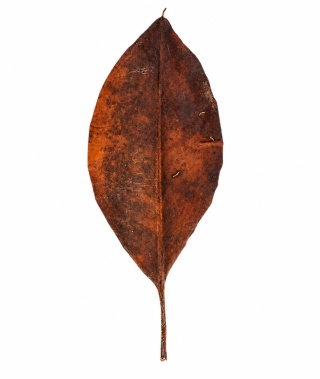 EXO PLANET Mangrove Leaves - liście mangrowca 20g
