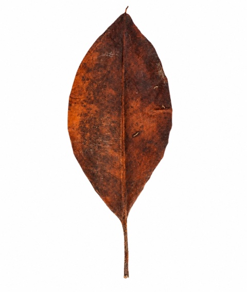EXO PLANET Mangrove Leaves - liście mangrowca 20g