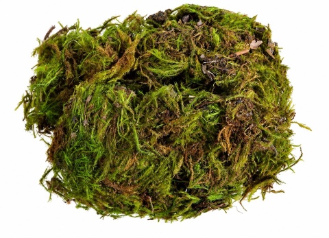 EXO PLANET Mech torfowiec Sphagnum Moss Zielony (Green moss) 25g