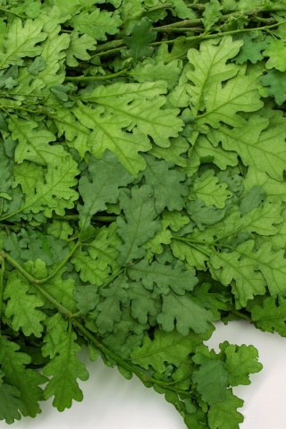 EXO PLANET Oak Leaves Green - Liście dębu zielone 30g