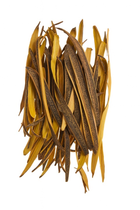 EXO PLANET Khira 22-28cm - strąki 50g