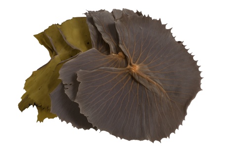 EXO PLANET Lili Leaves ok.18cm - liście lilii 5 szt.