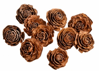 EXO PLANET Cedar Rose 40g