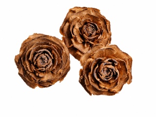 EXO PLANET Cedar Rose 40g
