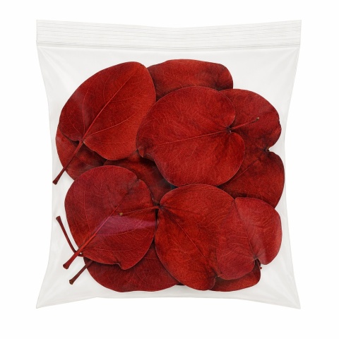 EXO PLANET Pilea Leaves Red - liście Pilea peperomioides Czerwone 15g