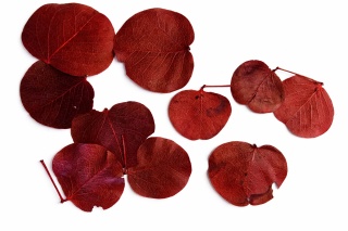 EXO PLANET Pilea Leaves Red - liście Pilea peperomioides Czerwone 15g