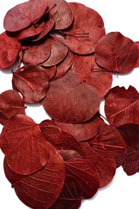 EXO PLANET Pilea Leaves Red - liście Pilea peperomioides Czerwone 15g