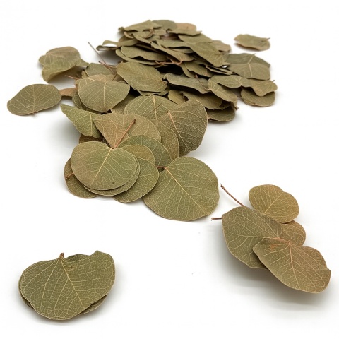 EXO PLANET Pilea Leaves - liście Pilea peperomioides 15g